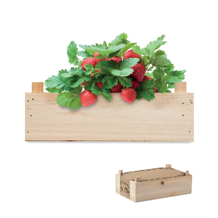 Strawberry – Graines de fraises